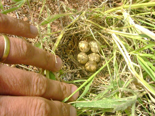 common quail nest