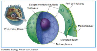 Nukleus, Nukleoplasma, Nukleolus