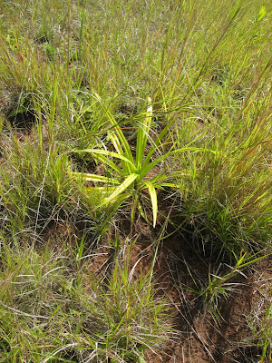 Pandanus tectorious