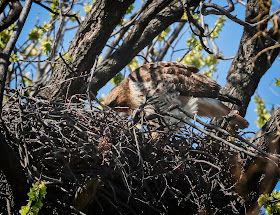 Amelia has to reach far into the nest to feed chicks