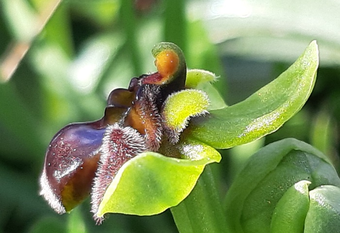 Ophrys bombyl