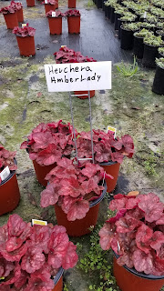 Red Leaf Perennial