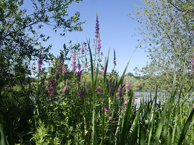 Purple loosestrife overlooking Dickerson's Pit