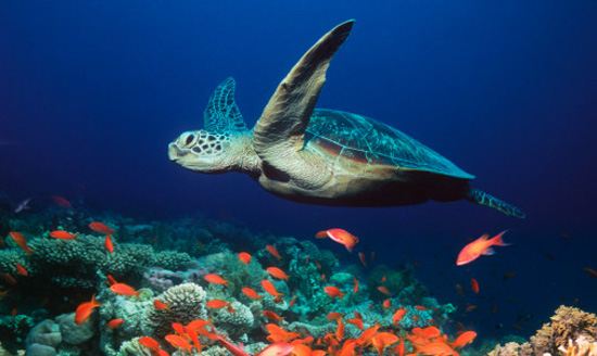 Beautiful Turtle Sea sea turtle clip art. Beautiful Turtle Sea