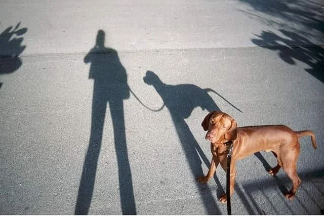 Dog's Compulsive Shadow Chasing Behavior