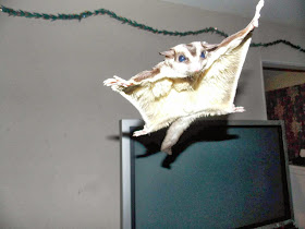 Funny animals of the week - 21 March 2014 (40 pics), funny animal pictures, flying sugar glider