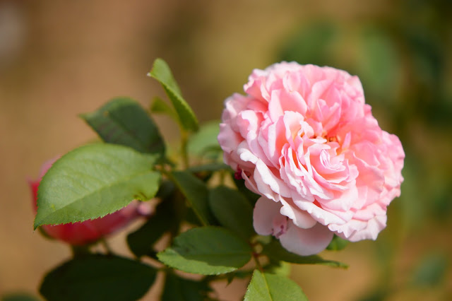 rose james galway, english rose, david austin rose, small sunny garden, desert garden, amy myers