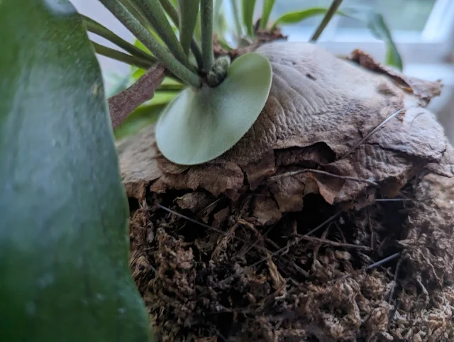 Staghorn Fern Basal Frond New Growth