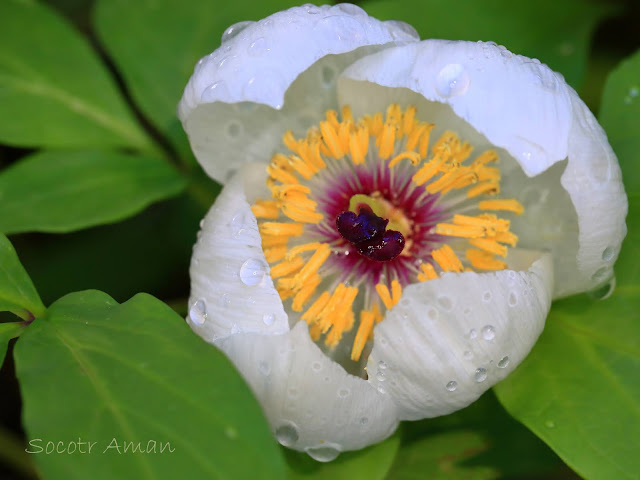 Paeonia japonica