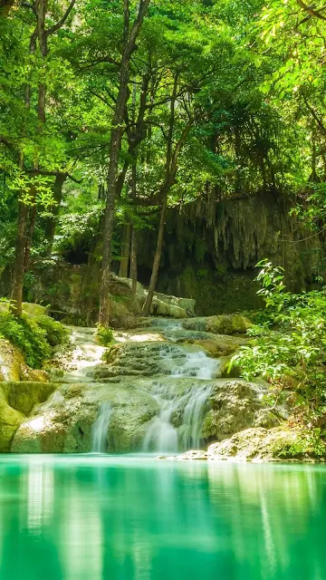 Paisagem da Natureza Floresta Tropical