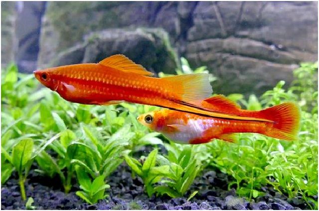 Gambar Ikan Hias Cantik – Ikan Pedang