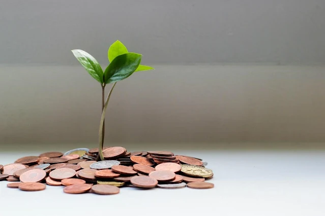 A plant growing from a pile of coins