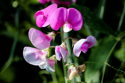 Butterfly Pea (Clitoria ternatea)