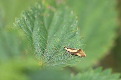 Bruine Molmboorder - - Harpella forficella