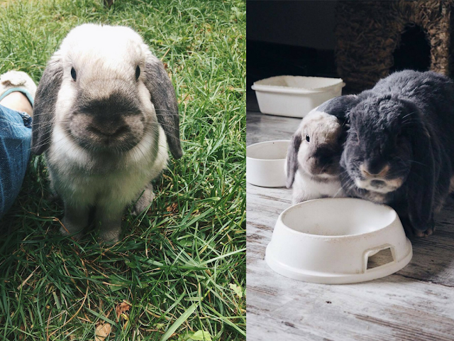 lapin belier sherlock et lilas