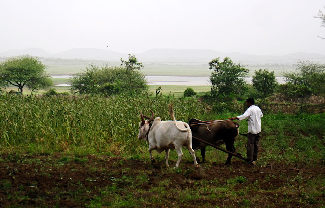 plough at work