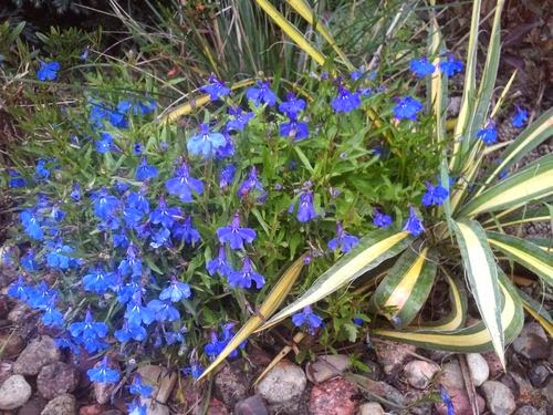 http://magia-ogrodu.blogspot.de/2015/02/lobelia-kwiaty-jednoroczne.html