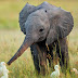 Baby Elephant Playing in wild Wallpaper