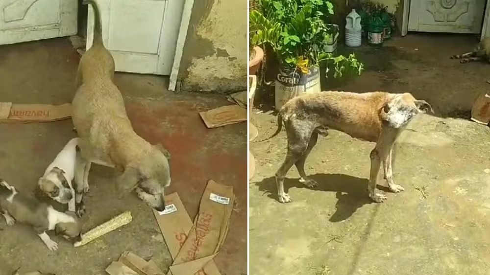 Mulher é presa por maus-tratos após deixar cães e gato desnutridos e sem água