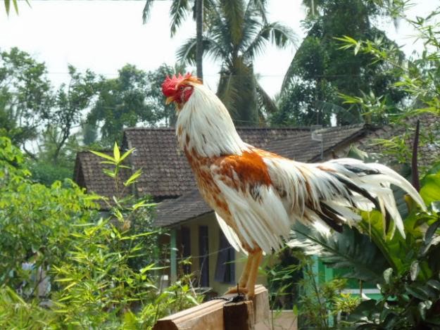 JENIS JENIS AYAM  LOKAL INDONESIA Seputar Ayam  Kampung