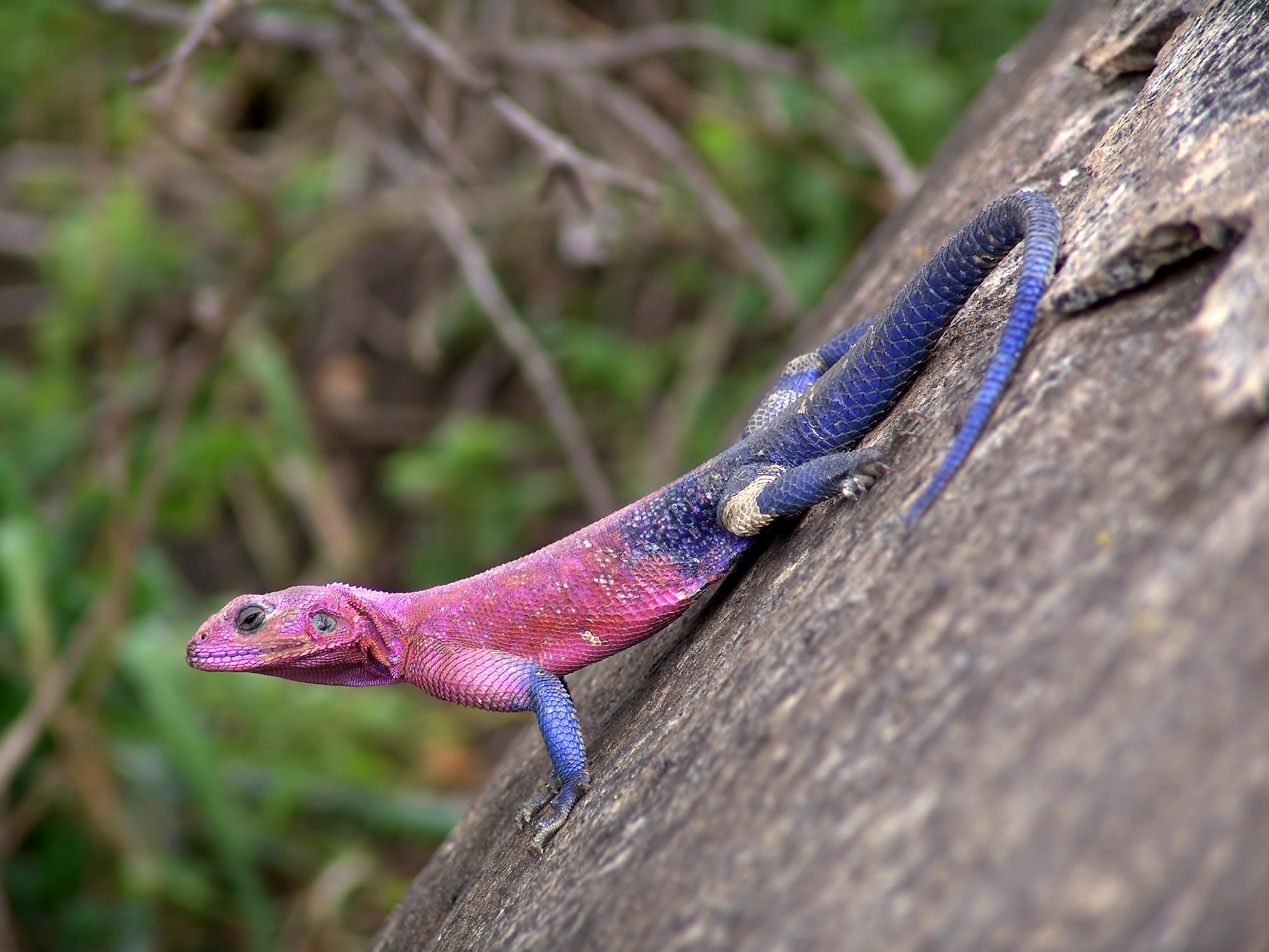 About Rainbow Agama, Colorful Scaly Creature
