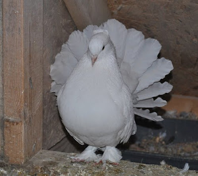 English Fantail Pigeon