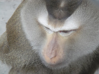 Northern Pig-tailed Macaque (Macaca leonina)