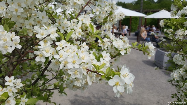 Apple blossoms at Rosendals Trädgård