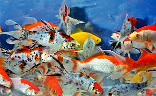 cara memelihara ikan koi untuk pemula,cara memelihara ikan koi yang baik,cara memelihara ikan koi yang baik dan benar,cara memelihara ikan koi di aquarium,