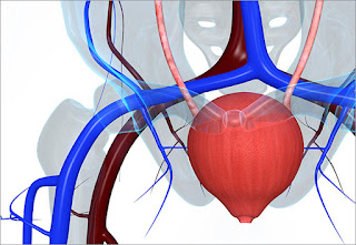 Overactive Bladder Therapeutics