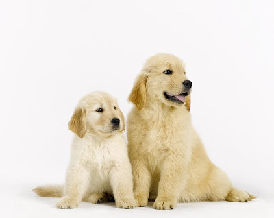 golden retriever puppy wallpaper. Golden Puppy-A-Day #1