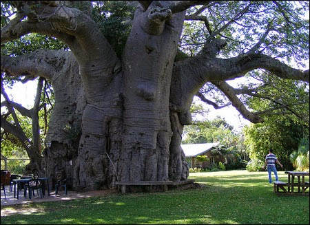 Độc đáo Sunland Baobab, Nam Phi