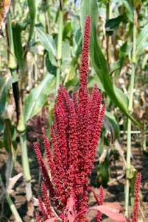 Amaranth Flower