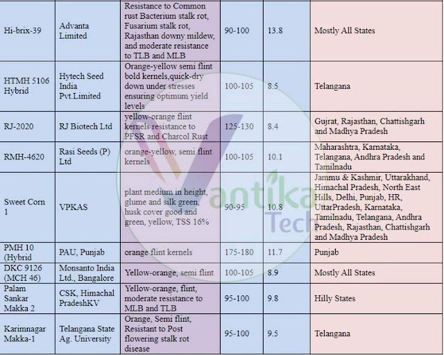 RJ-2020_RMH-4620_Sweet Corn 1_PMH 10 (Hybrid_DKC 9126 (MCH 46)_Palam Sankar Makka 2