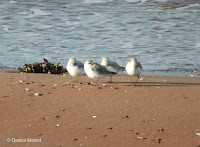 Four Sanderlings sleeping with one eye open, Brackley Beach, PEI