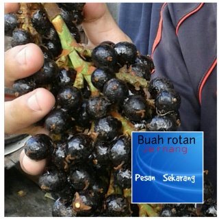 Lepaskan Getah Jernang dari Buah Auk Meh