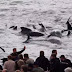 "Grindadrap",Tradisi Sadis Memburu dan Membantai Ikan Paus Di Kepulauan Faroe.Eropah 