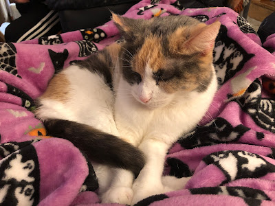 calico cat on Halloween blanket