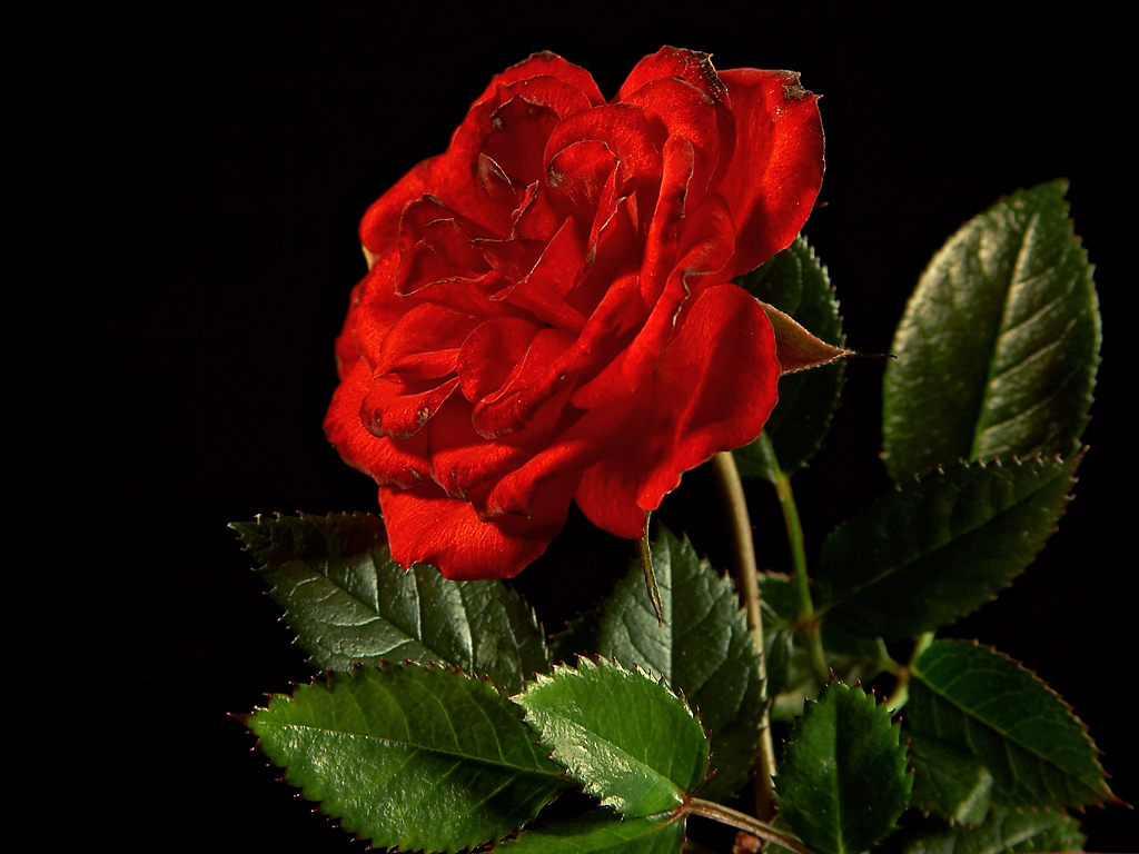 Wallpaper 3d Bunga Mawar | Gambar DP BBM