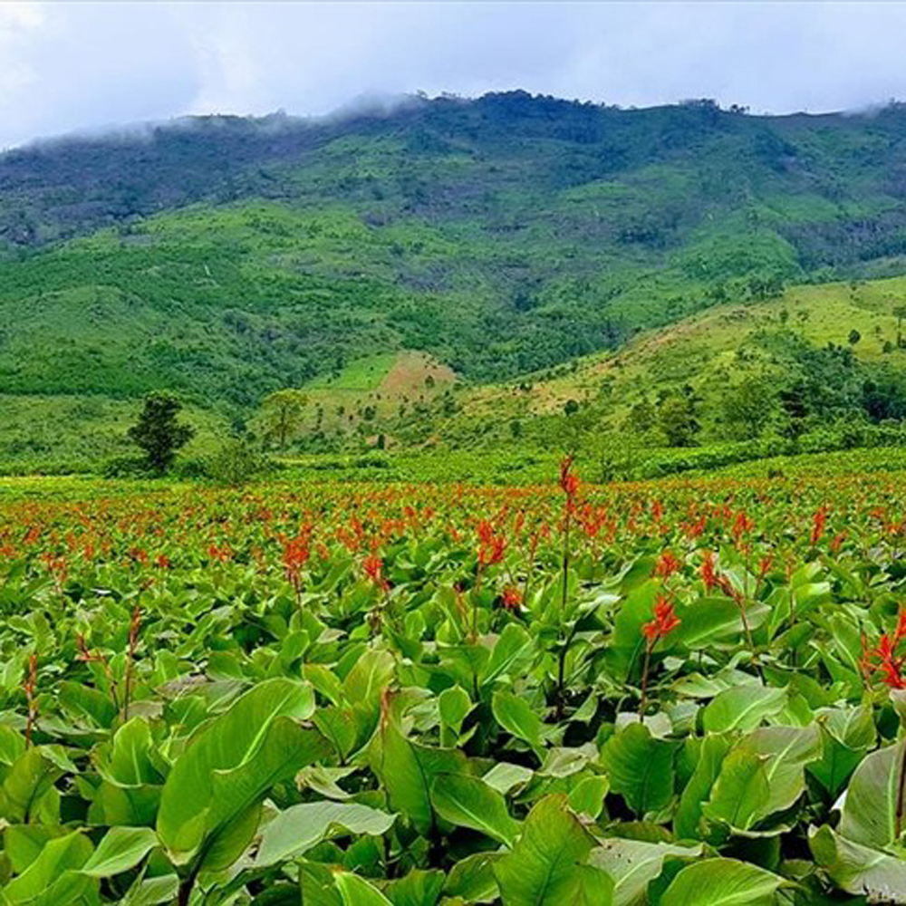 Miến Dong Phia Đén