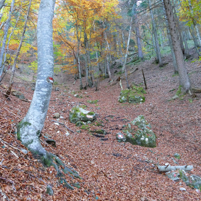 respiro degli alberi monte cimone drago di vaia