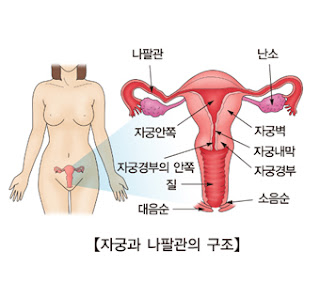 자궁, 자궁 영어, 여성 자궁 위치, 자궁에좋은음식, 자 궁 보 기, 자궁경부, 자궁내시경, 자궁 in english, 자궁탈출, 자궁구조, 자궁모양