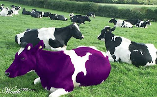 purple-cow-memenangkan persaingan