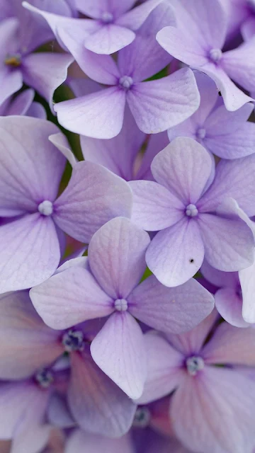 Hydrangea Flowers Nature Wallpaper