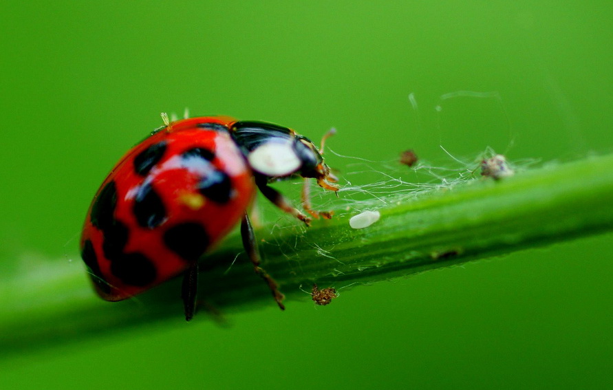 Alam Mengembang Jadi Guru Ladybug Kumbang Koksi 