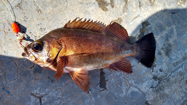 穴釣りで釣れたメバル