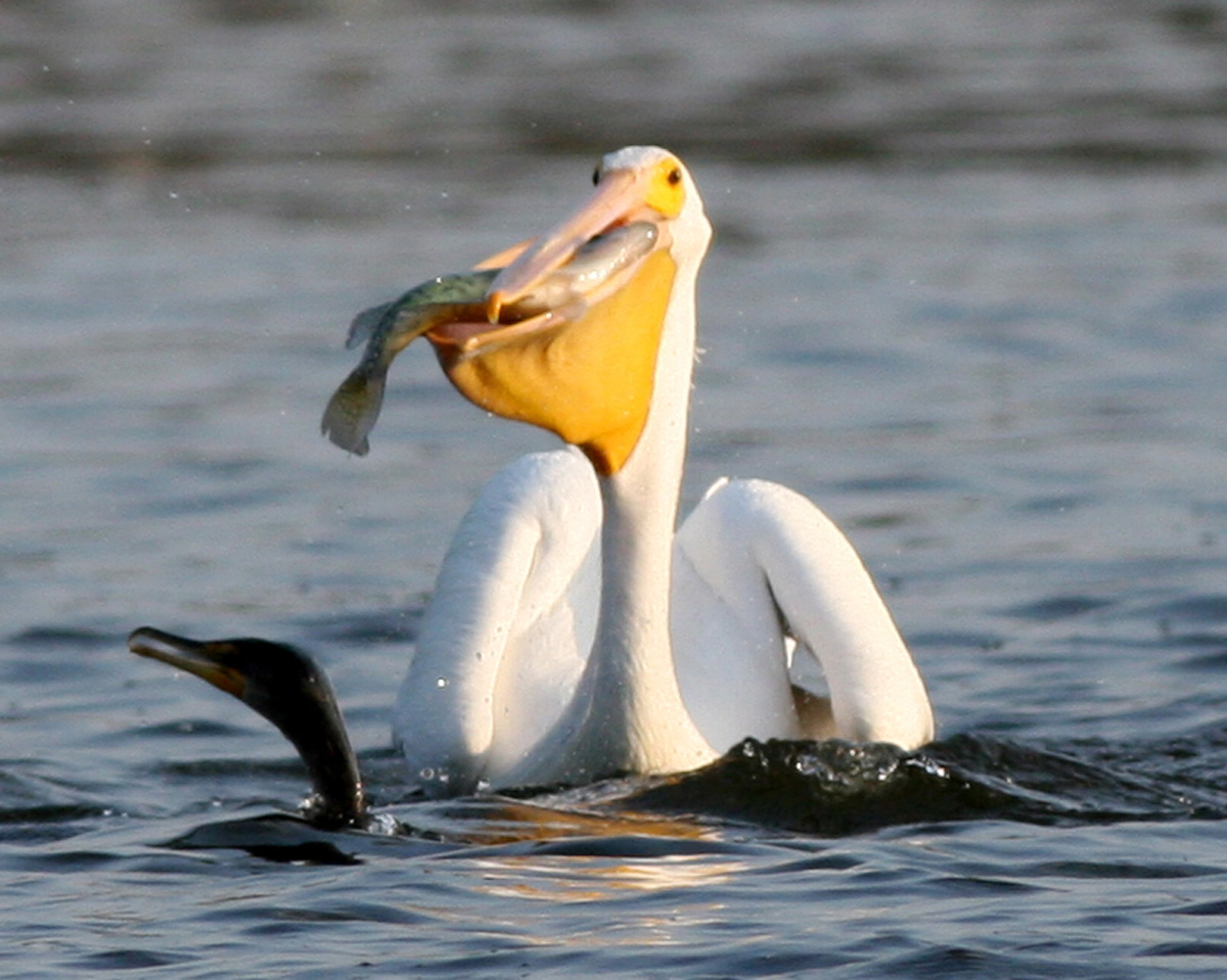 Pelican Birds Facts  Latest Information amp; Pictures  All Wildlife 