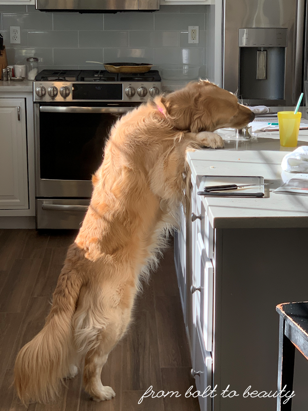 Dog with front paws on a kitchen island, eating food