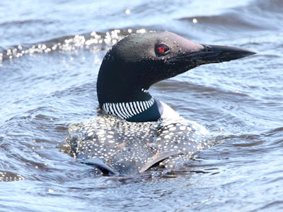 common loon cartoon. common loon range. hot common