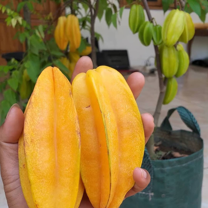 bibit buah belimbing madu jombo hasil setek langsung pembudidaya Sumatra Utara